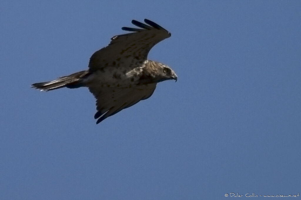 Circaète Jean-le-Blanc, identification