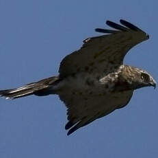 Short-toed Snake Eagle