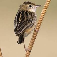 Zitting Cisticola