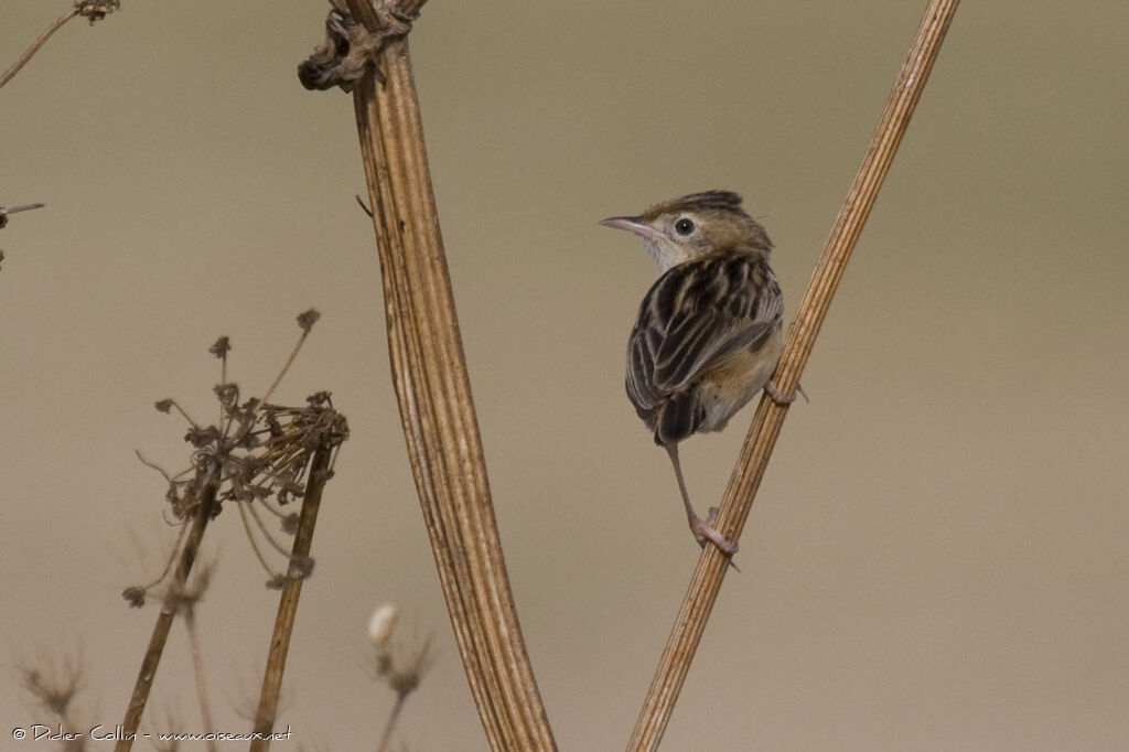 Zitting Cisticola, identification