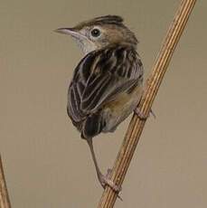 Zitting Cisticola