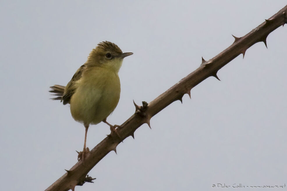 Zitting Cisticola, identification