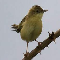 Zitting Cisticola