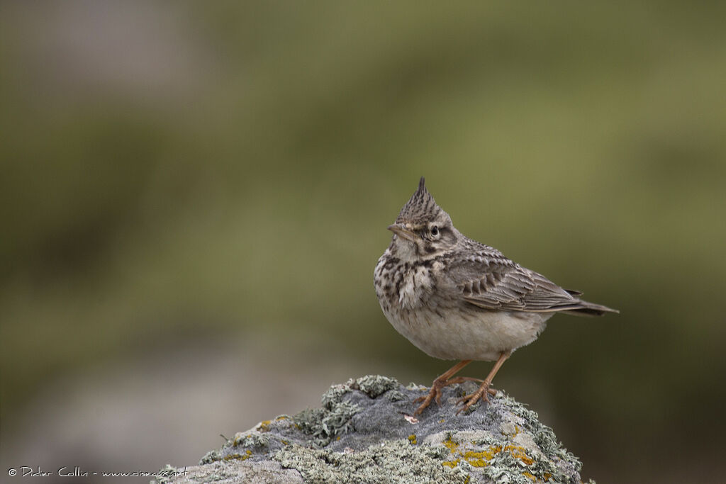 Crested Larkadult