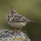 Cochevis huppé