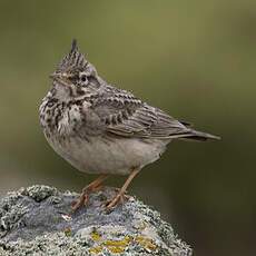 Crested Lark