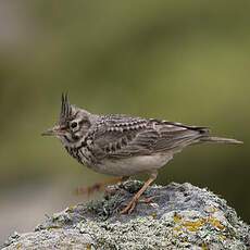 Crested Lark