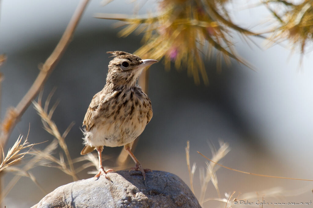 Crested Larkadult, identification