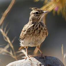 Crested Lark