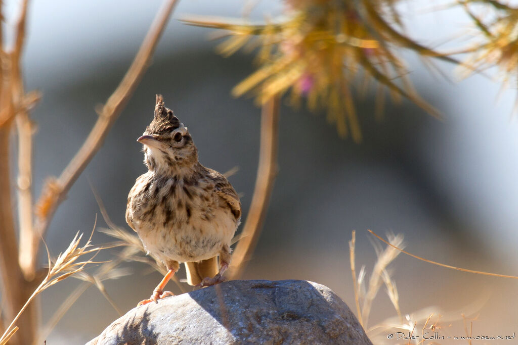 Crested Larkadult, identification