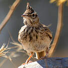 Cochevis huppé