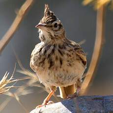 Crested Lark