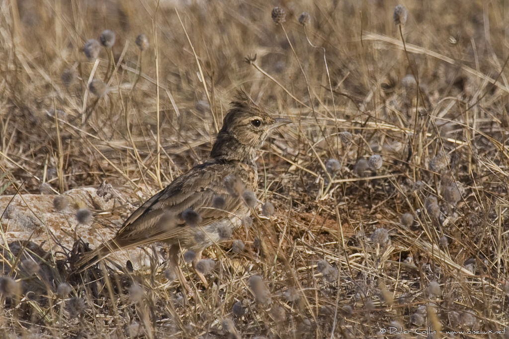 Cochevis huppé