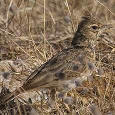 Crested Lark