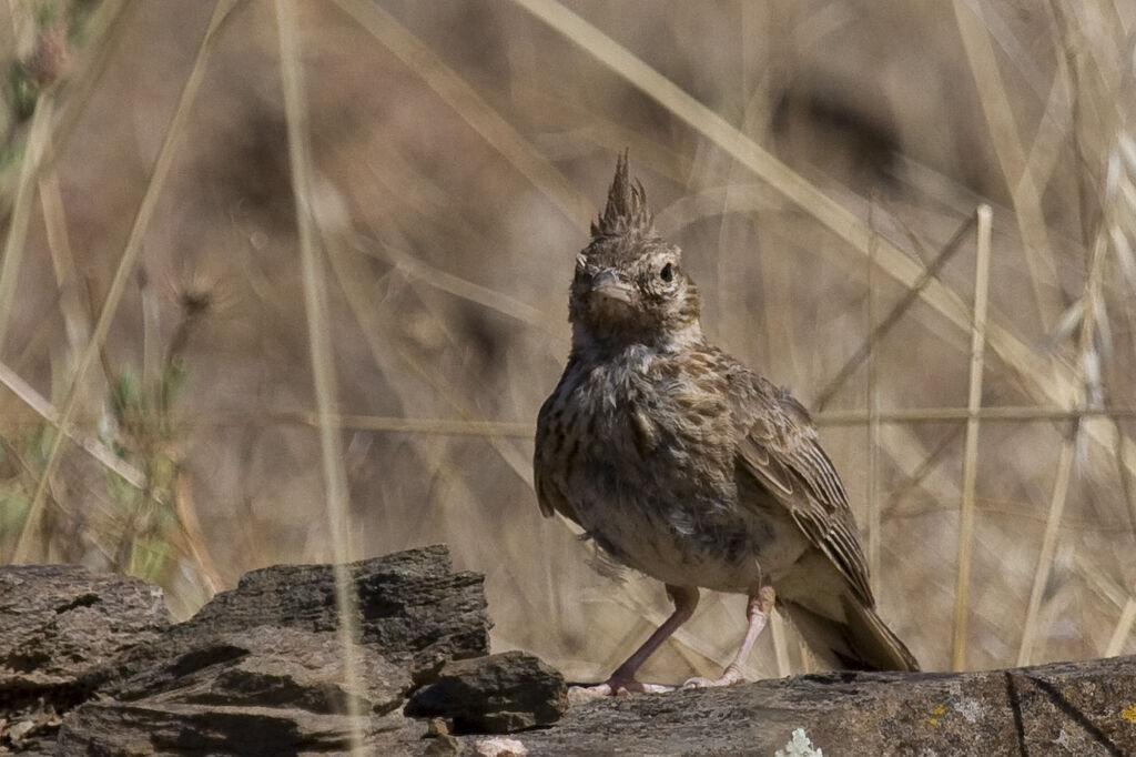 Cochevis huppé