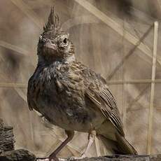 Crested Lark