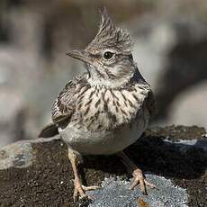 Crested Lark