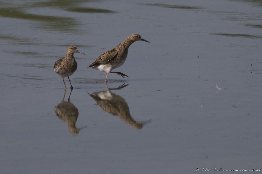 Combattant varié femelle adulte, identification