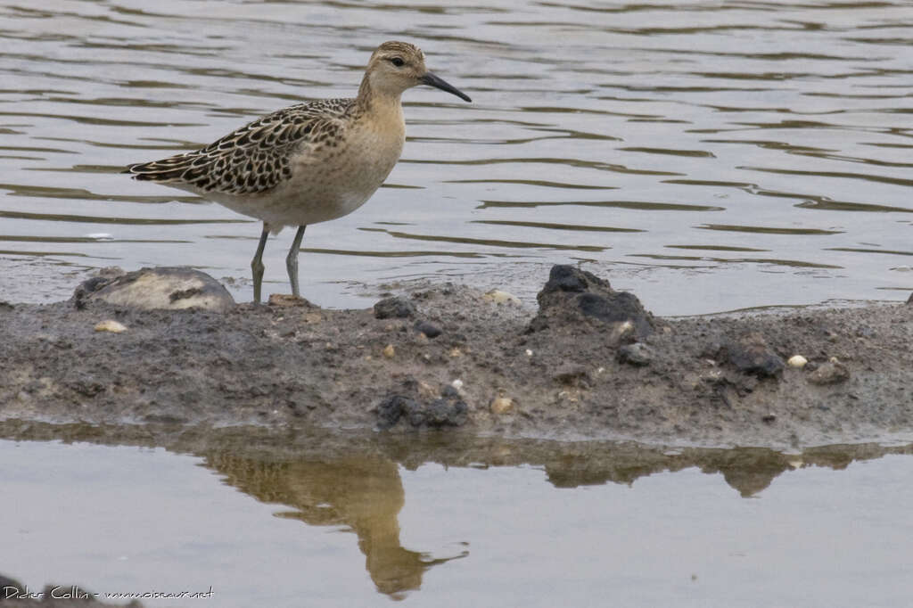 Combattant variéjuvénile, identification