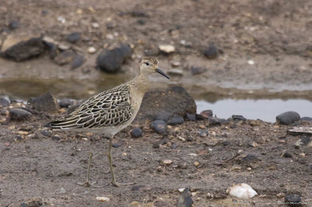 Combattant variéjuvénile, identification