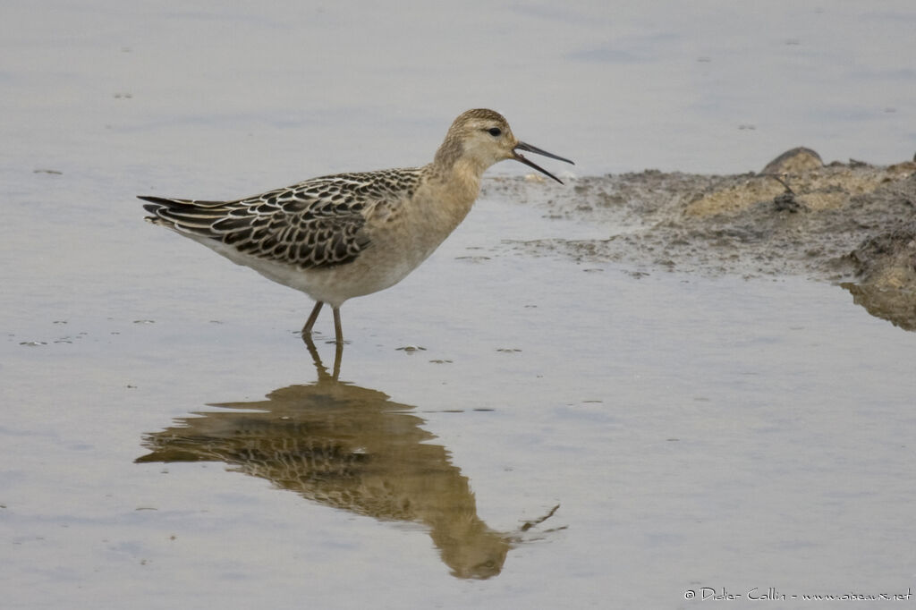 Ruffjuvenile, identification