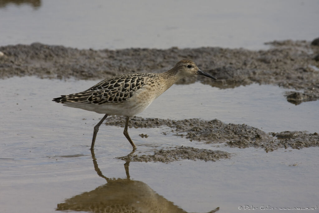 Combattant variéjuvénile, identification