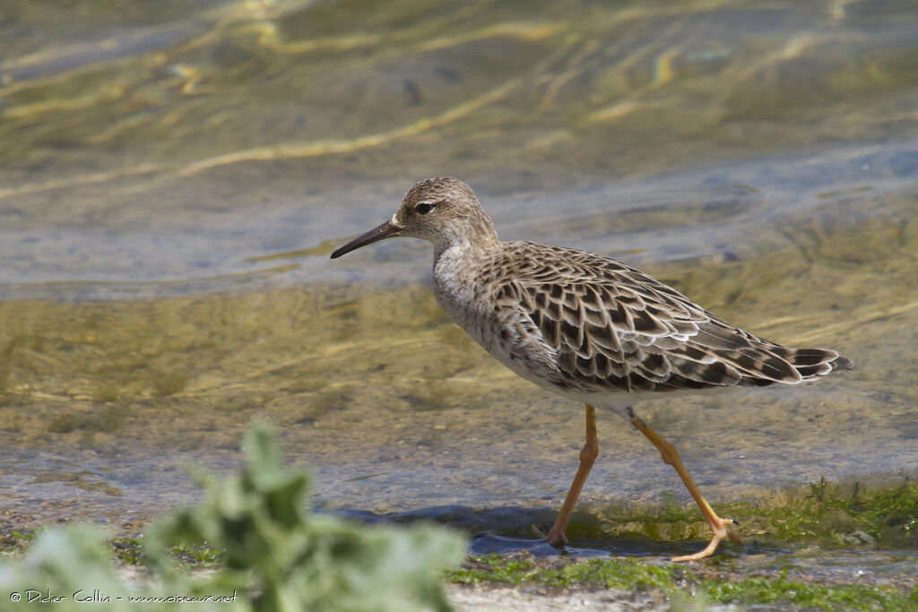 Combattant variéadulte, identification