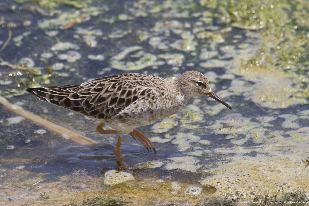 Combattant variéadulte, identification