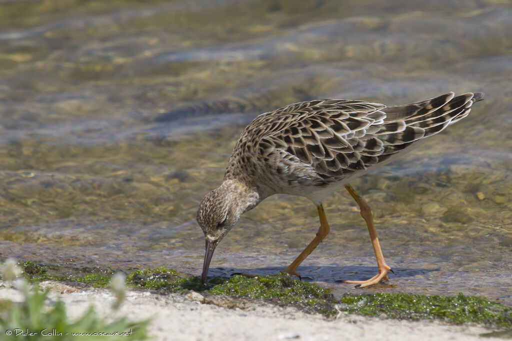 Combattant variéadulte, identification, Comportement