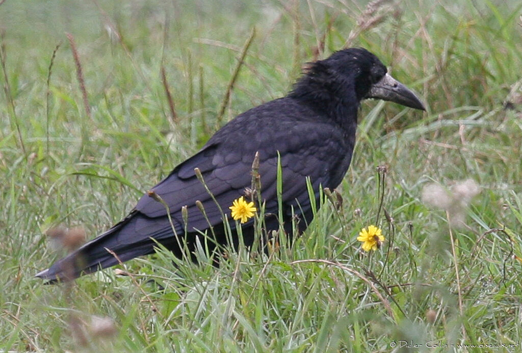 Corbeau freux