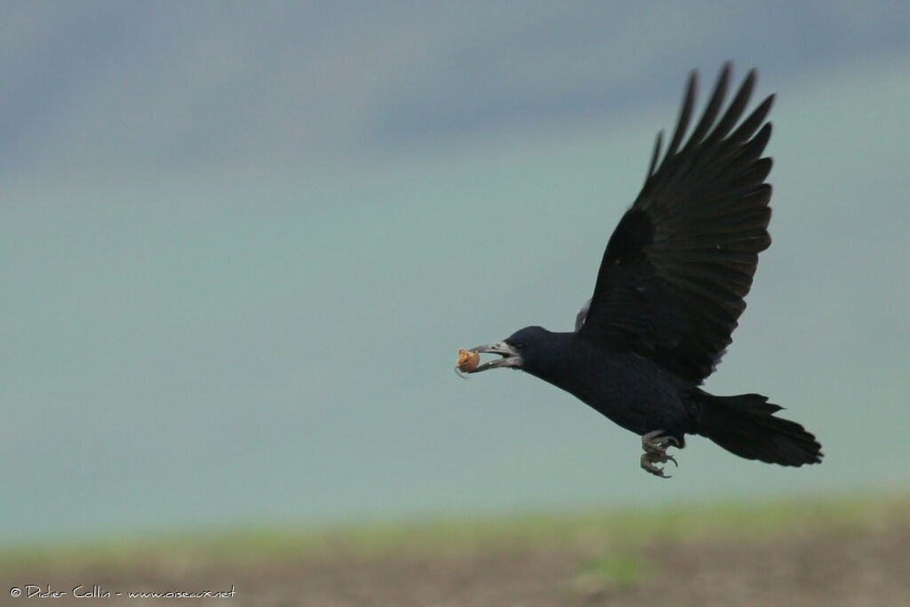 Corbeau freux