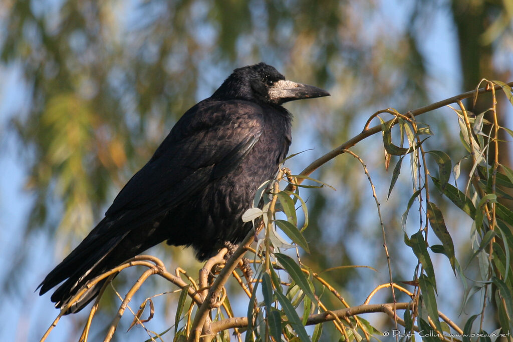 Corbeau freux