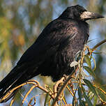 Il faut qu'on parle du corbeau freux - Natagora Haute-Sambre et Haute-Haine