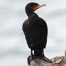 Cormoran à aigrettes