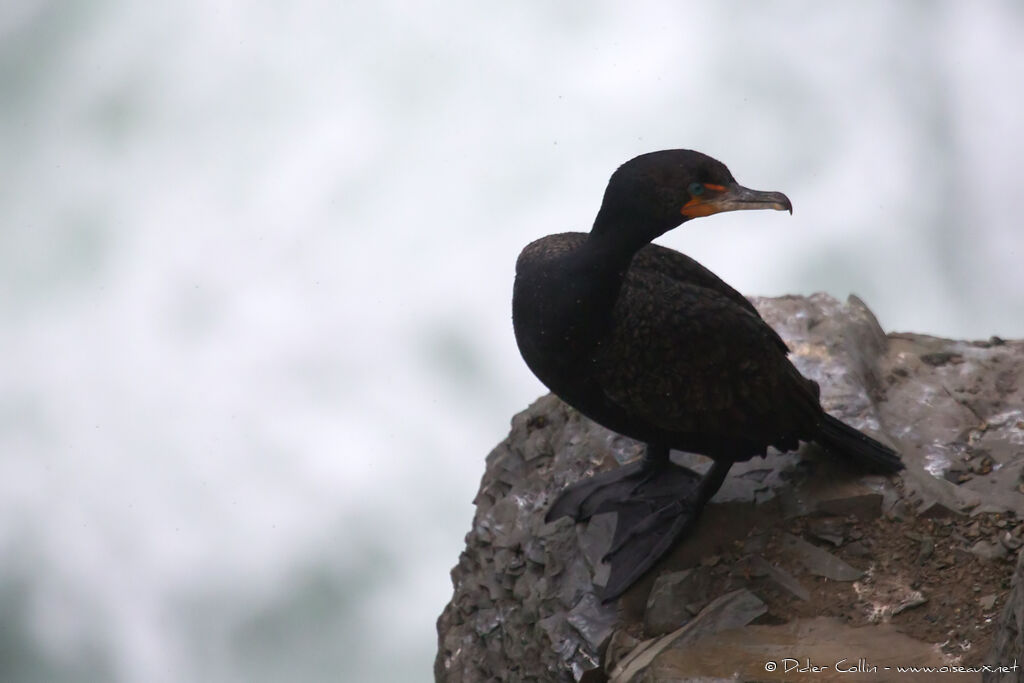 Double-crested Cormorantadult, identification