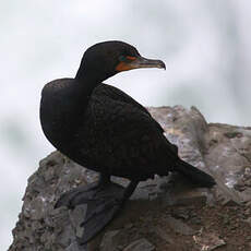 Cormoran à aigrettes