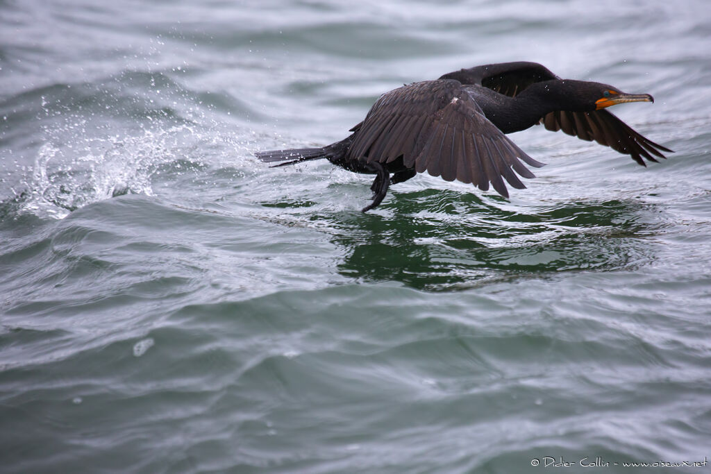 Cormoran à aigrettesadulte, chant