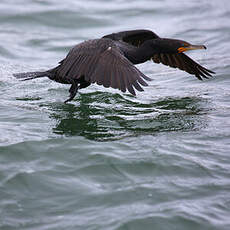 Cormoran à aigrettes