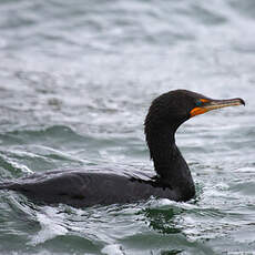 Cormoran à aigrettes