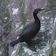 European Shag