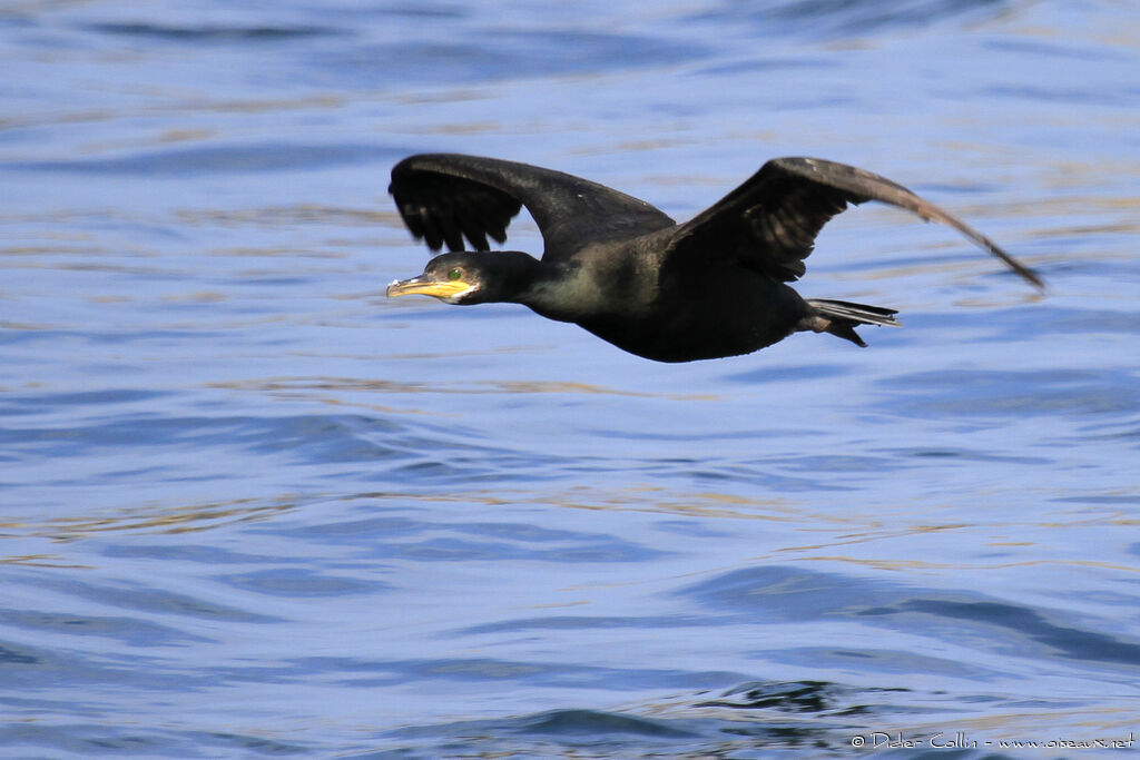 Cormoran huppéimmature, Vol