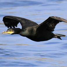 European Shag