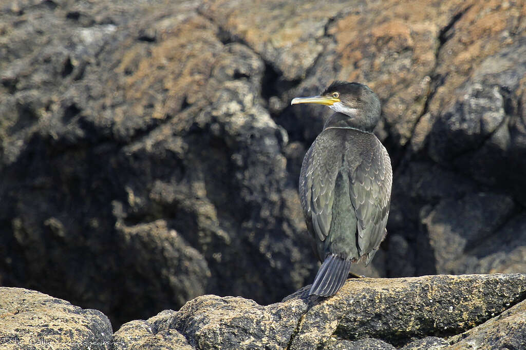 Cormoran huppéimmature, habitat, camouflage, pigmentation