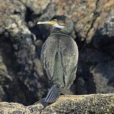 European Shag