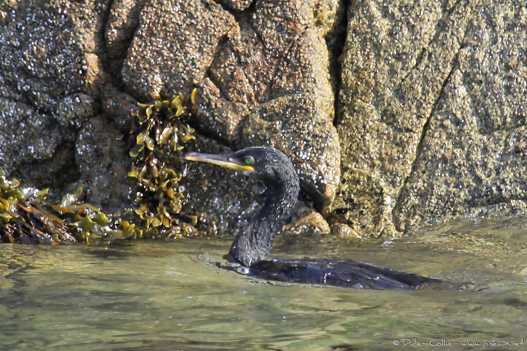 Cormoran huppéadulte