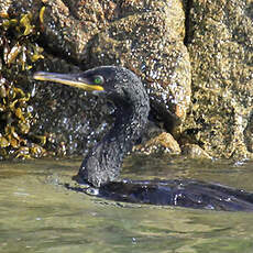 European Shag