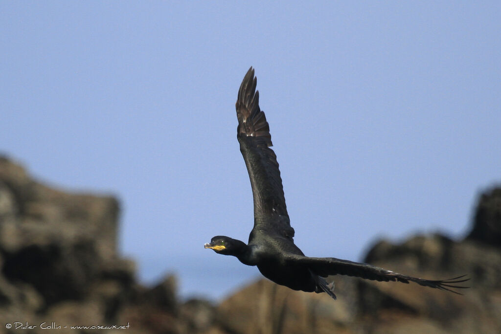 Cormoran huppéadulte, Vol