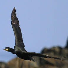 European Shag