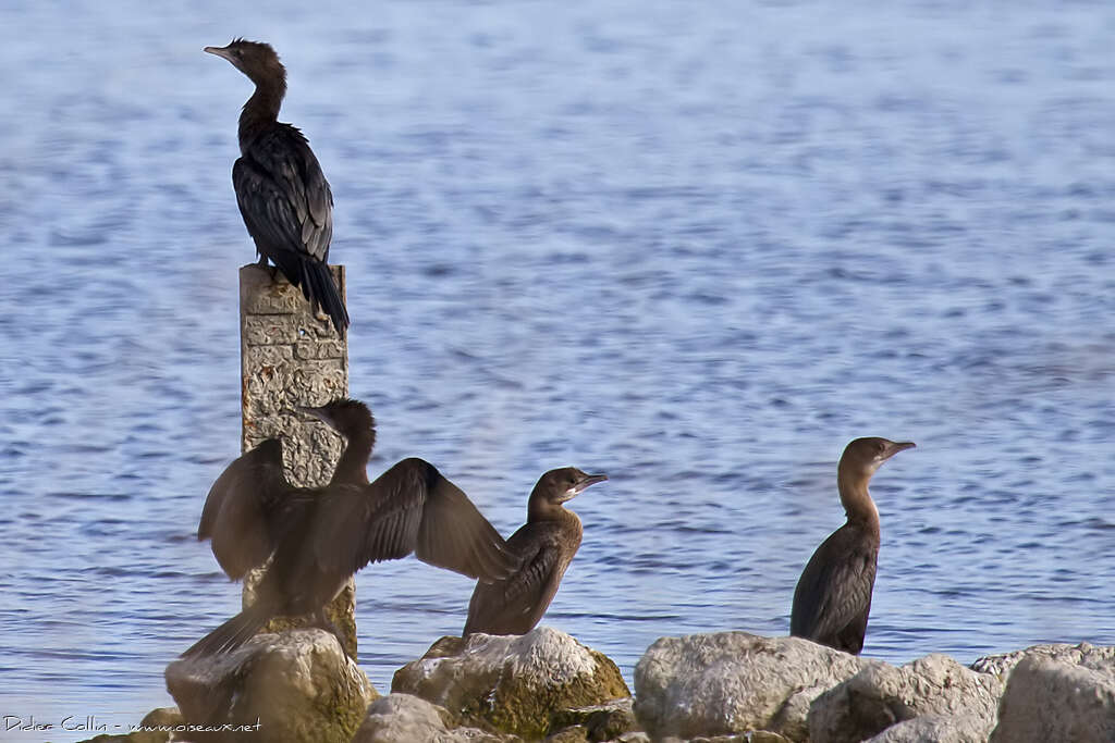 Pygmy Cormorant, Behaviour