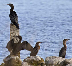 Pygmy Cormorant